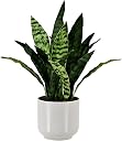 fake snake plant Top2商品