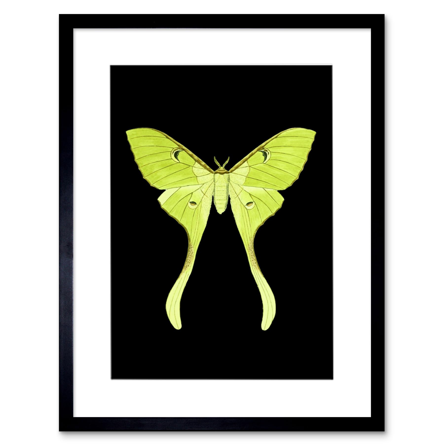 Wee Blue Coo Green Luna Moth Art Print Framed Poster Wall Decor 12x16 inch
