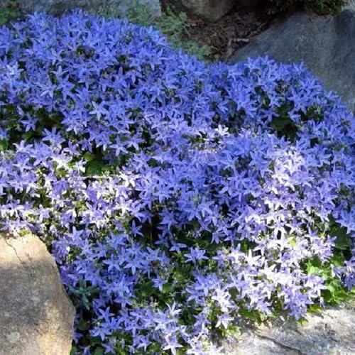 Semi di campanula - semi di Campanula media - resistenti per il giardino semi resistenti da giardino Le perenni sono 150pcs