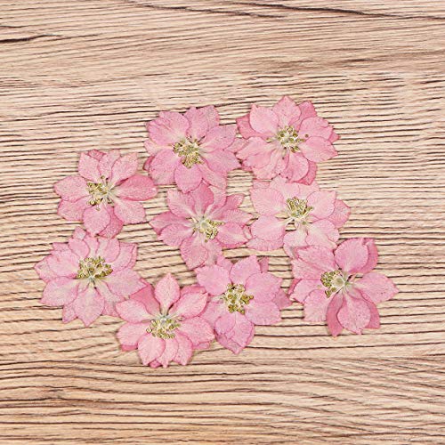 20 piezas de flores secas para decoración artesanal miniatura 7