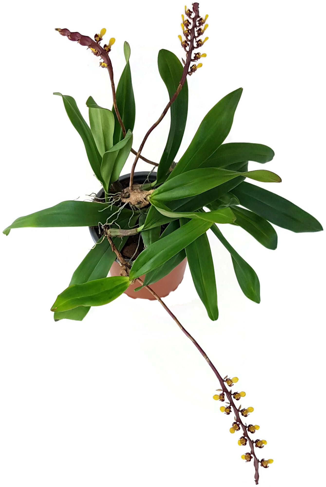 Bulbophyllum falcatum im Ø 9 cm Topf – exotische Orchidee mit außergewöhnlichem Blütenstand – pflegeleichte Zimmerpflanze für Fensterbank & Terrarium