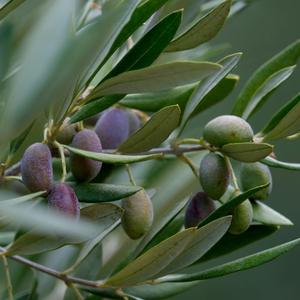 acquaverde | 24 Bottiglie in Latta 750 ml per Olio di Oliva, Contenitore Alimentare, NUOVO Design Elegante, Incluso Tappo Prefilettato in Metallo con Salvagoccia