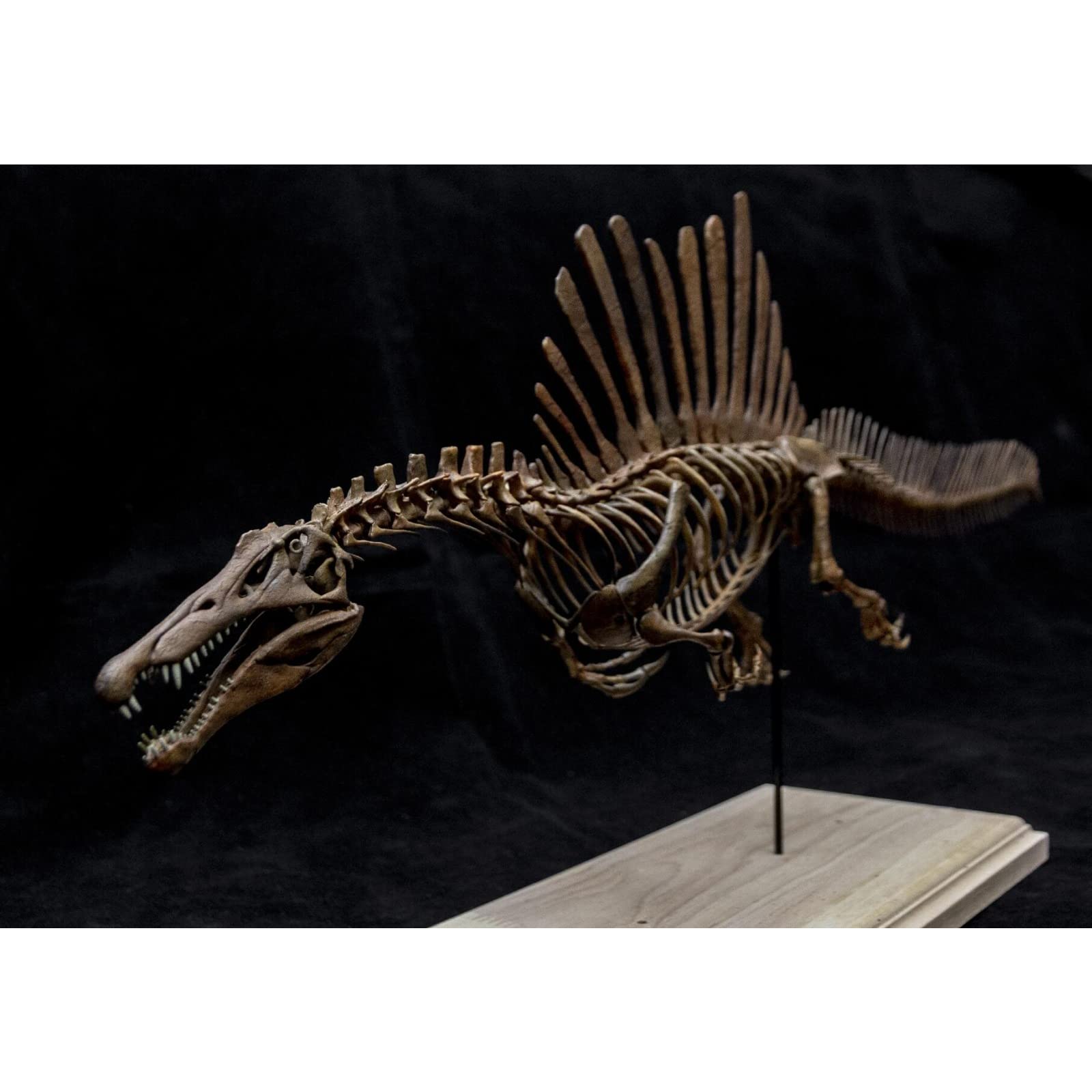 Amazon | VWUVWU 1/20 サイズ スピノサウルス スピノサウルス科 恐竜