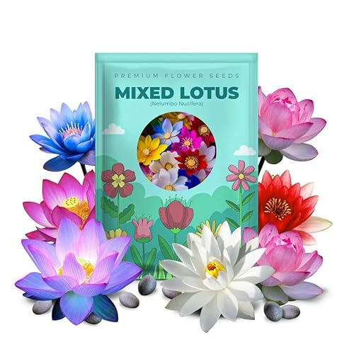100 Mixed Bowl Lotus Seeds, Aquatic Perennial Lotus Seeds for