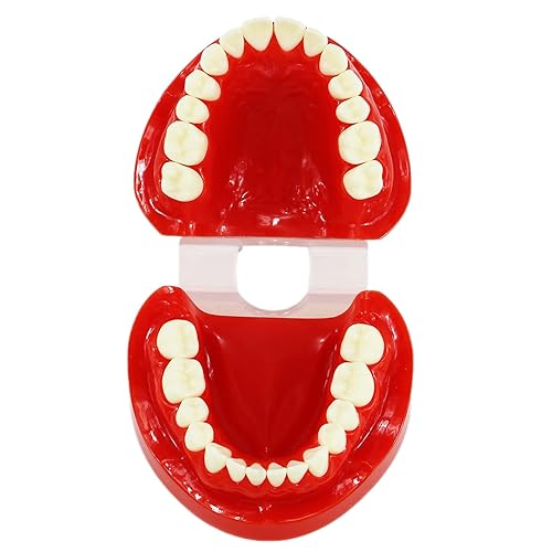 Miniatura 2 de Dientes naturales estándar para adultos modelo M7004 rojo superior e inferior para adultos estándar tipo de demostración de naturaleza para estudio