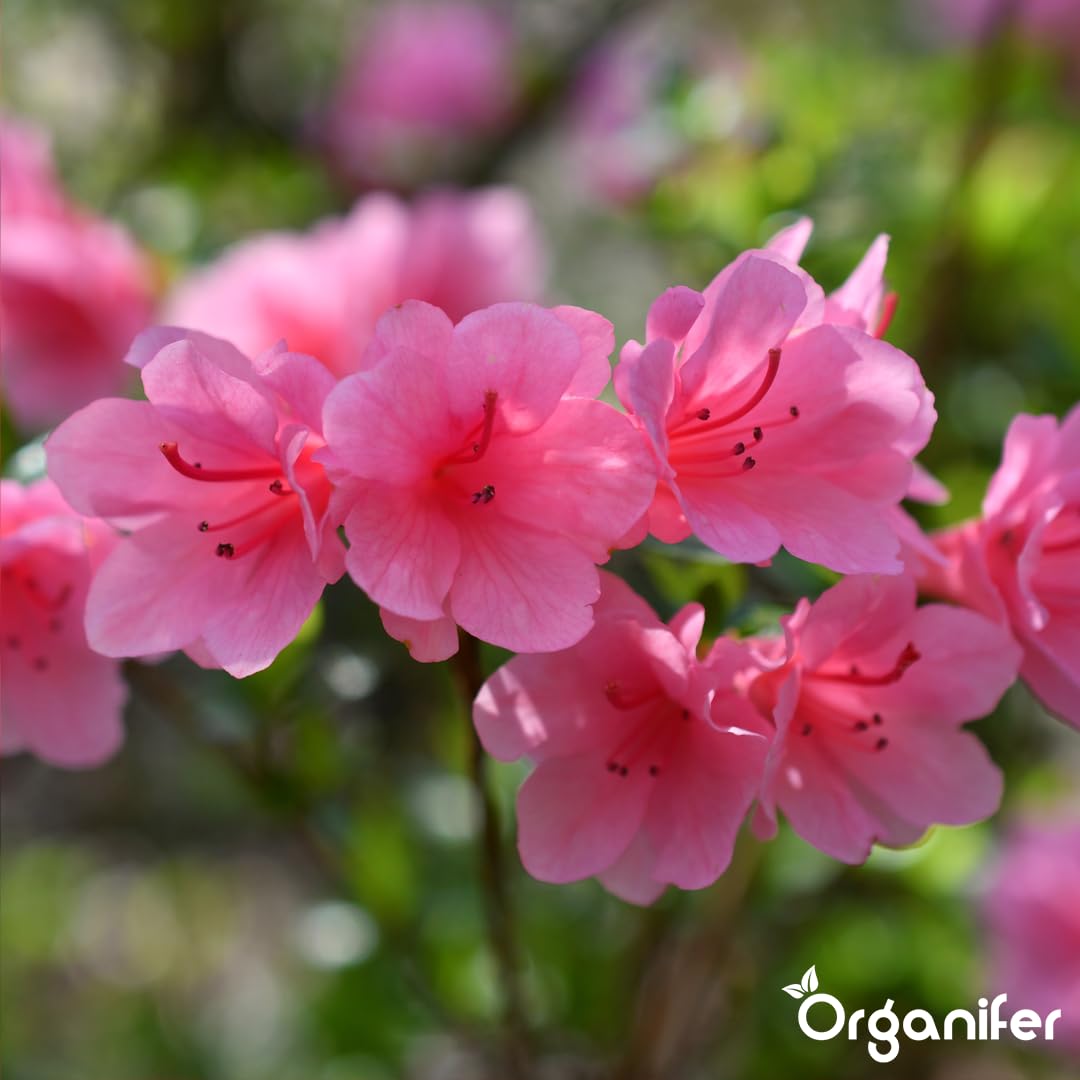 Fertilizante Líquido Para Azalea - 10L - NPK 3-4-3 | Fertilizante Para Floración Abundante Y Hojas Sanas - Favorece Vitalidad Y Raíces Fuertes - Organifer