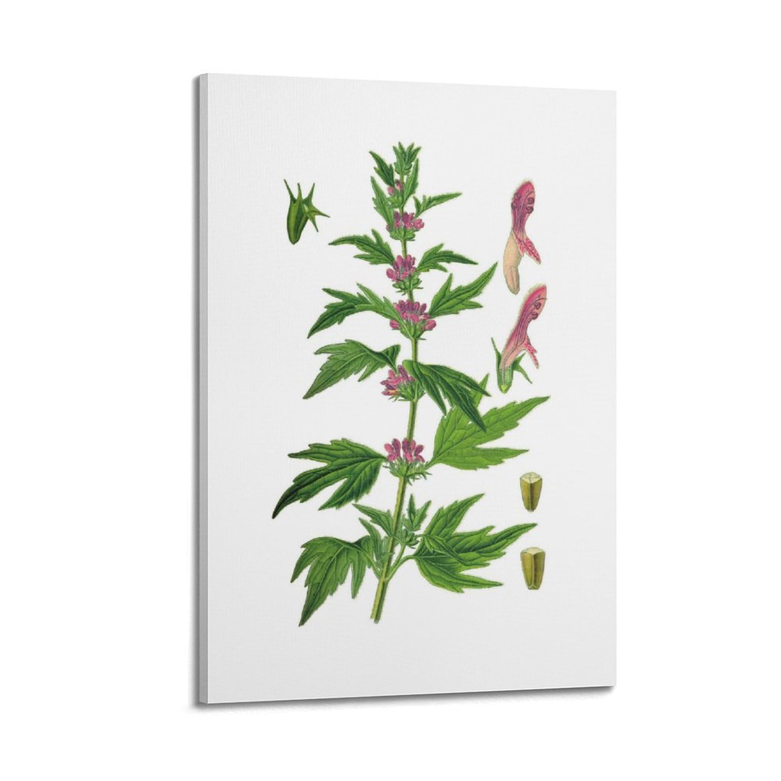 HNPBB Poster "Botanys & Plant", gemeines Mutterkraut, Illustration, Poster, dekoratives Gemälde, Leinwand, Wandposter und Kunstdruck, moderne Familienschlafzimmer-Dekoration, Poster, 30 x 45 cm