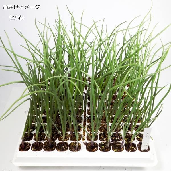 玉ねぎ苗　ソニック　1000本 玉ねぎ苗ソニック1000本以上（画像全部ではありません）