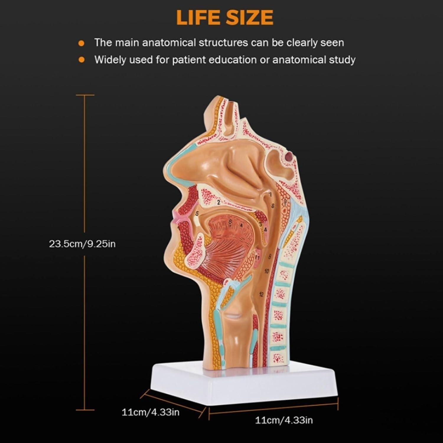 Scientifica Modello Esposizione Modello Medico Anatomico Umano Di Anatomia Della Cavità Nasale Gola Per L'insegnamento Visualizzazione Dello Studio In Aula Scienze Per Uso Educativo