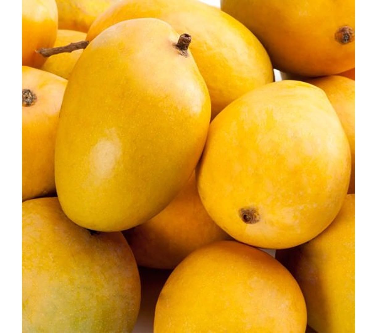 Eroanvia Anwar Ratol Mango Plant (Plant Height 2-3 Feet) Garfted Fruit After 2-3 Years Hybrid 1 Healthy Live Frout plant For Home Garden Aam King of fruits Live Amba fruit tree