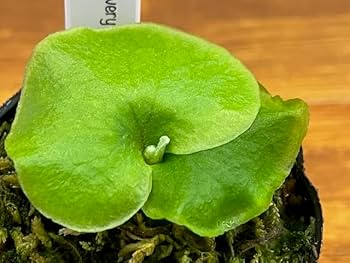 餃子右衛門様ビカクシダ★リドレイ中型株★板付き★コウモリラン★ridleyiワイ 餃子右衛門様ビカクシダ☆リドレイ中型株☆板付き☆コウモリラン☆