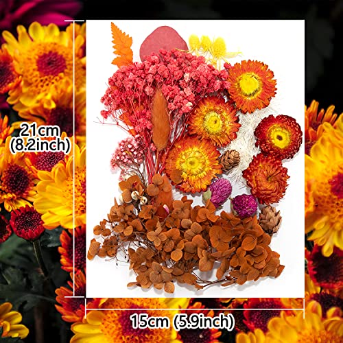 iDattel Natural Dried Flowers - Mixed DIY Set for Arts & Crafts (Autumn Colours) - Image 2
