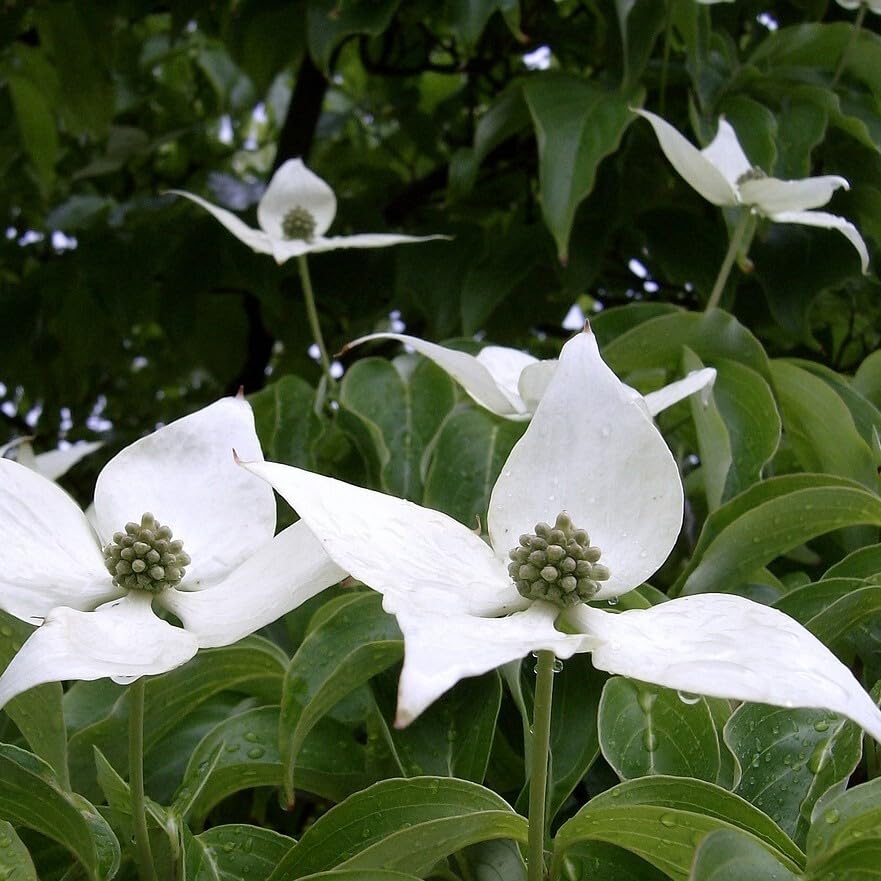 Amerikanischer Blumen Hartriegel Blütenhartriegel Cornus florida große weiße Blüten