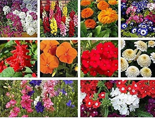 E Garden March - April Early Summer Sowing Flower Seeds Combo Pack- 11 Variety - 1250+ Seeds Total