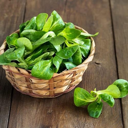 Semillas de Plantas de Canónigos (Valerianella Locusta) Sobre de Semillas