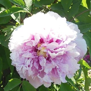 5Pcs Peony Bulbs for Garden Balcony Planting Nice Peony Bare Roots Decoration Large Pale Pink Petals High Ornamental Value Gardening Gifts