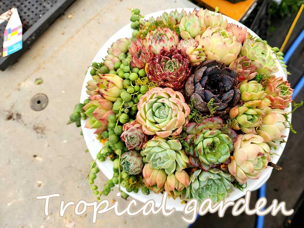 Amazon.co.jp: 【amazonオープン記念セール開催中！】コランダー