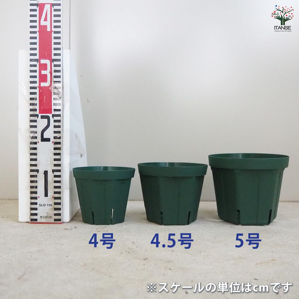 Amazon.co.jp: ITANSE スリット鉢 4・4.5・5号 各3個 計9個
