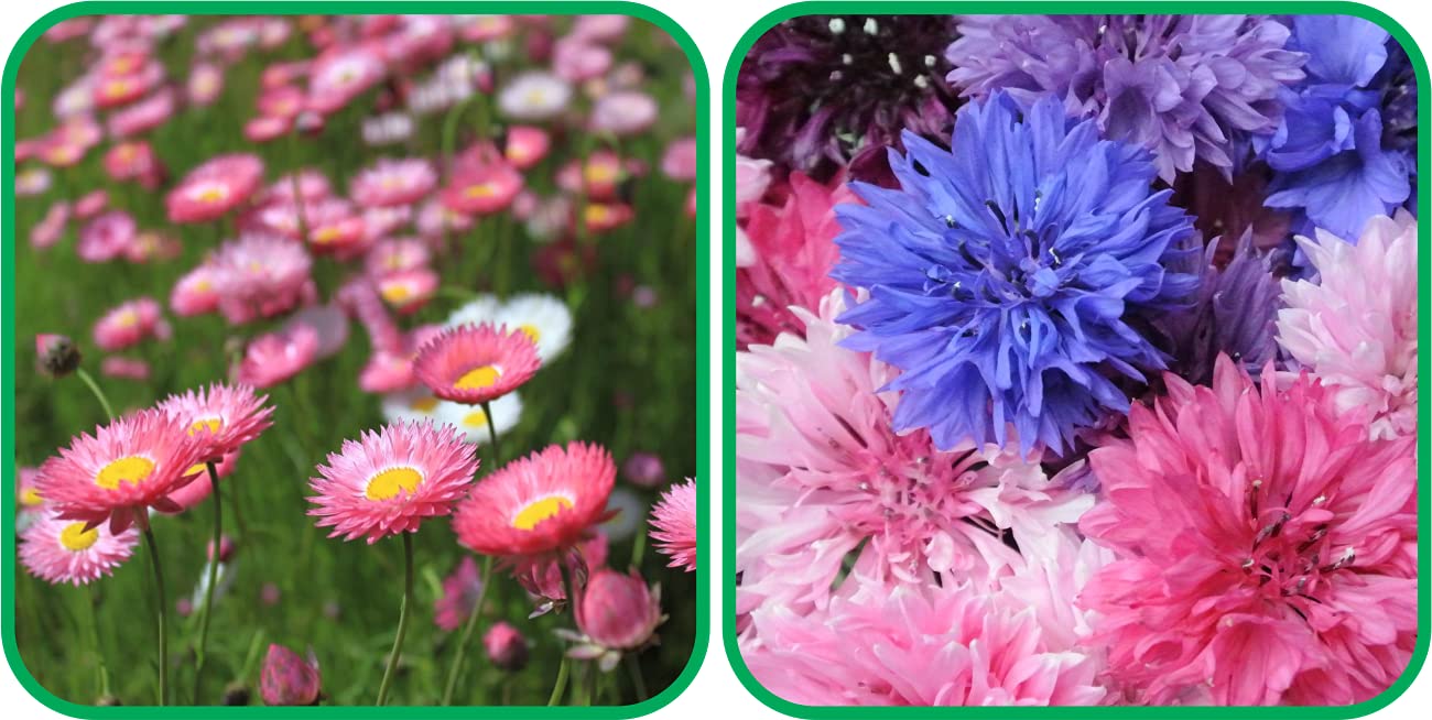 Aero Seeds Cornflower Mix Color And Acroclinium Mix ColorFlower Seeds Pack (50 Seeds In Each Packet) (B0989WGSXY) Amazon Price History, Amazon Price Tracker