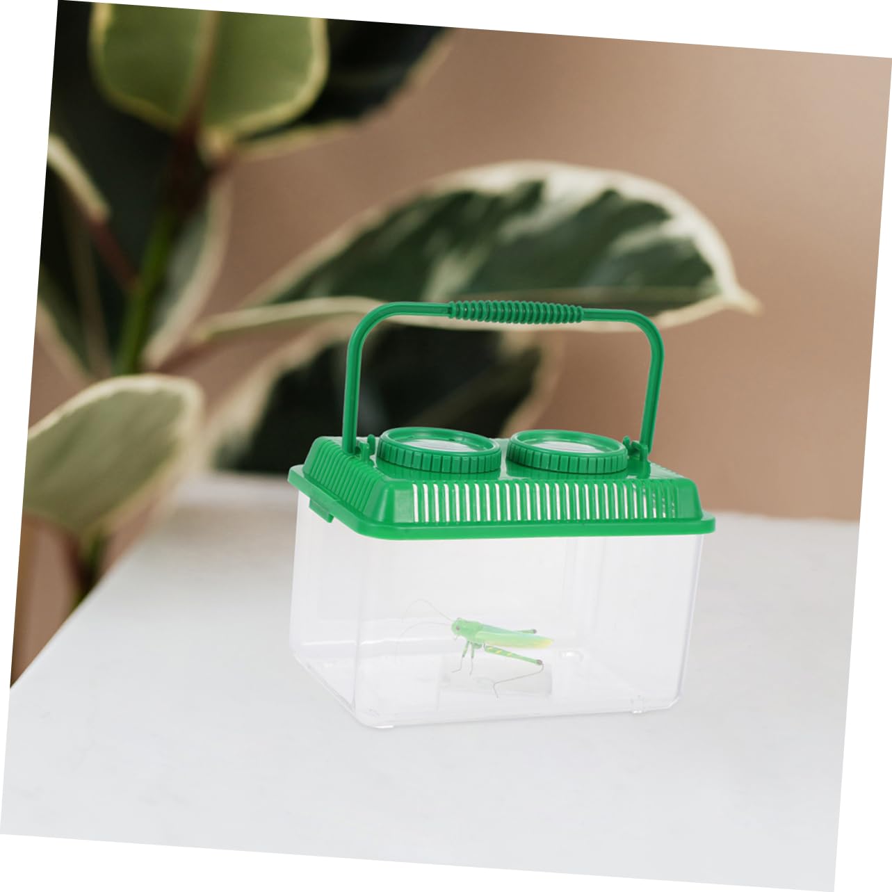 Cabilock 4 Sätze Beobachtungsbox Für Insekten Für Überwachung Halten Kollektor -fangset Insektenfänger Goldfischgreifer Explorer Kit Green Acryl 2 Stück * 4