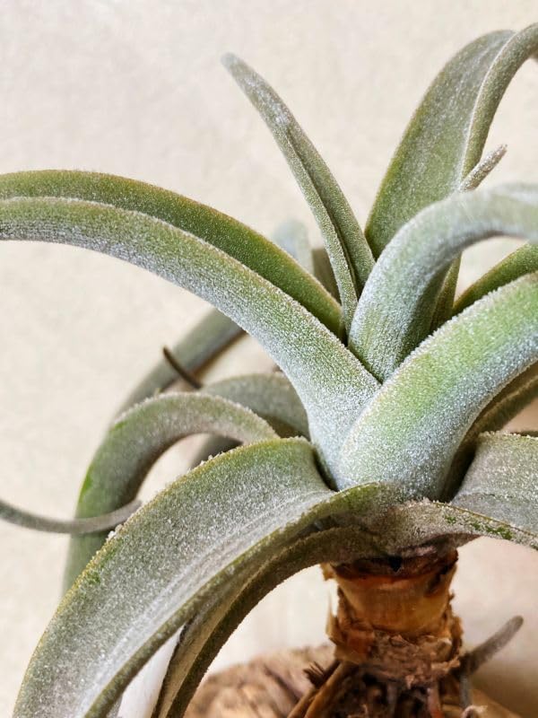 Amazon.co.jp: Frontier Plants現品チランジアラティフォリア