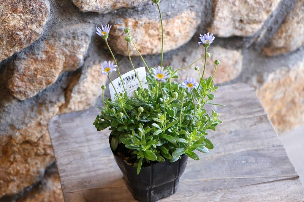 Amazon.co.jp: ブルーデージー ブルースター 3〜3.5号ポット苗 1株販売