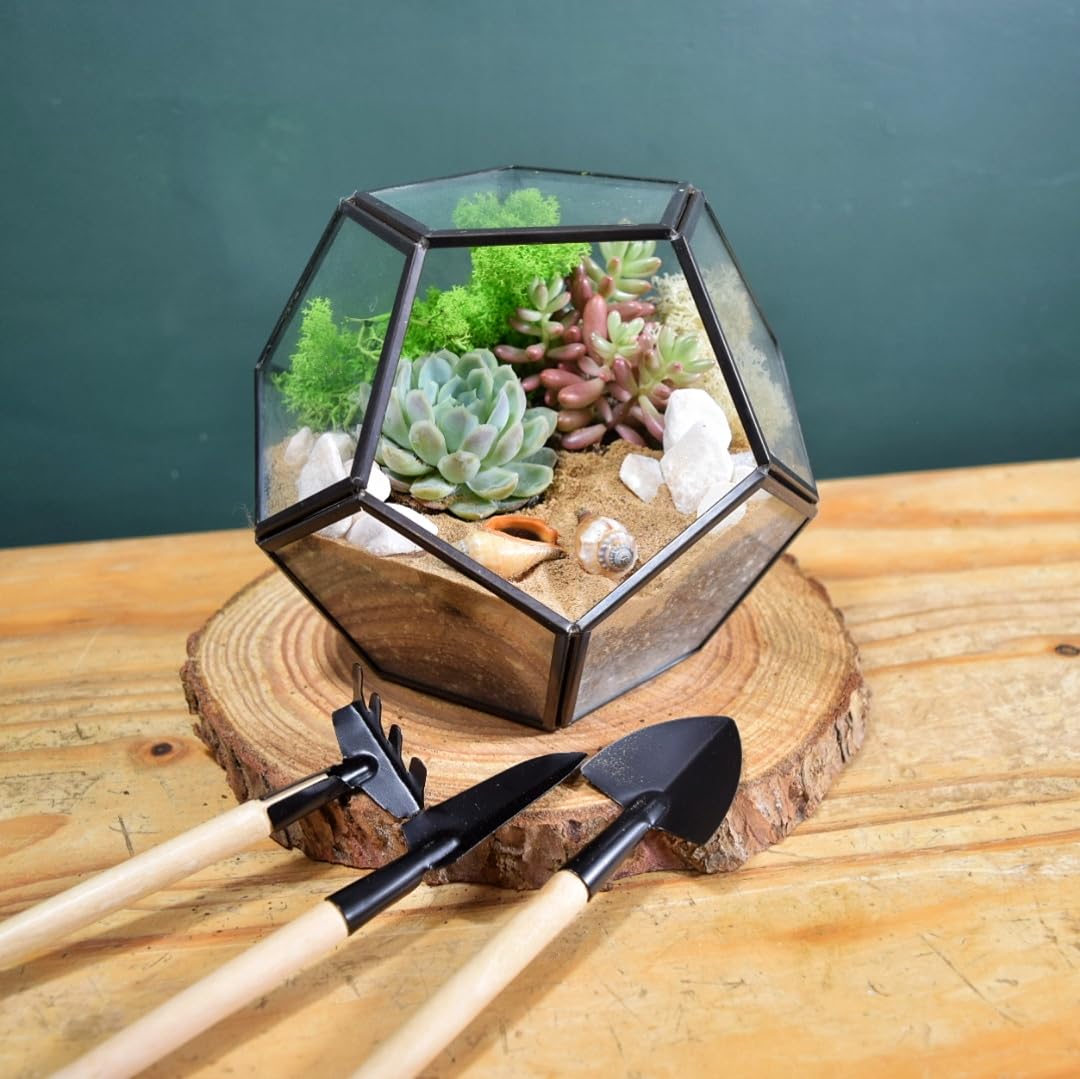 DIY Geometric Glass Terrarium Kit with 2 Live Succulents – Complete Indoor Plant Growing Set with Mini Gardening Tools – Plant Lover Gift (Black Terrarium)