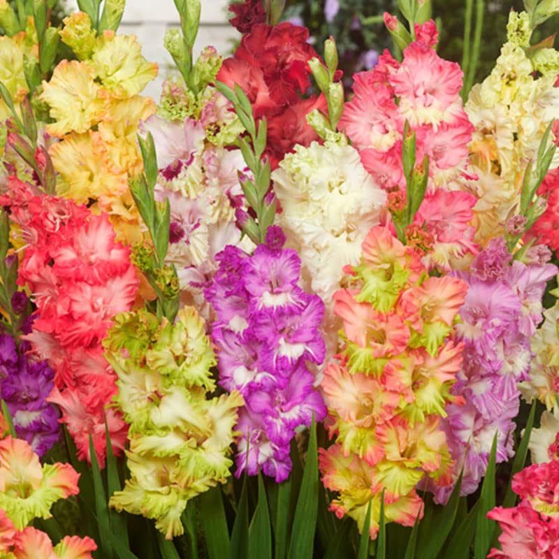 Parrot Gladiolus Mixture by Holland Bulb Farms