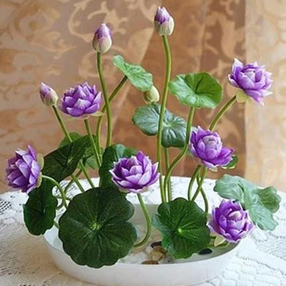 Nasiona Lotosu, 50 Sztuk Mieszane Kolory Miska Nasiona Lotosu Bonsai Roślina Dom Ogród Dekoracje Kwiatowe Miska Nasion Lotosu