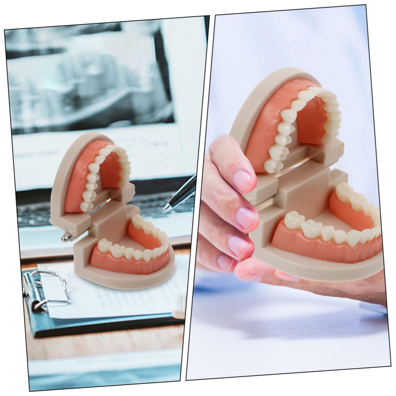 Modèle Éducatif de Soins Dentaires pour Garçon et Filles en Plastique Démonstration Technique de Brossage pour Apprentissage Bucco-dentaire Couleur Aléatoire