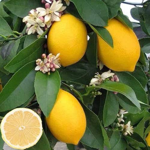 Live Plants Citrus Medica Perfume Lemon Trees Edible Citrus Fruit Landscaping Seedling - 18 Inch Height For Yards And Garden Decoration #TOP2
