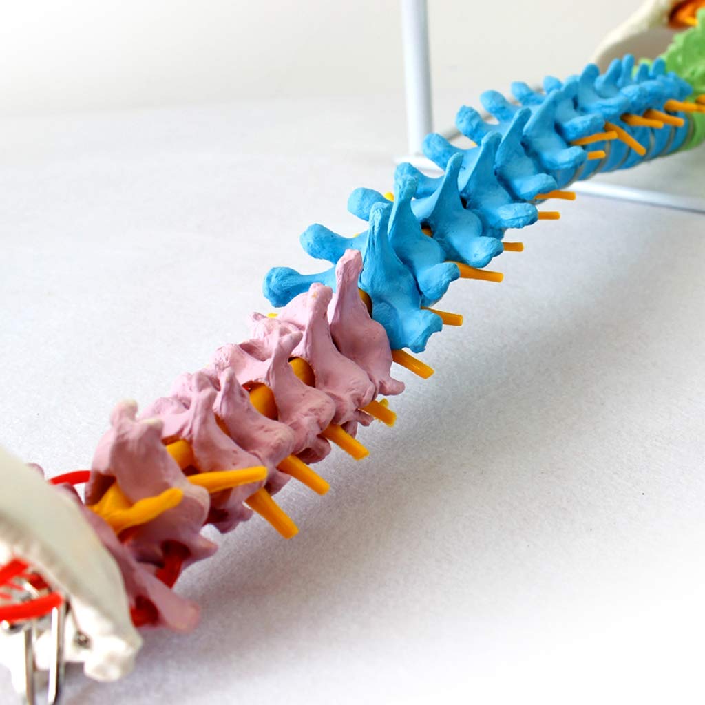 Modelo De Columna Flexible - Modelo Médico Clásico De Columna Vertebral - Modelos Científicos De Anatomía Humana - para Estudio Enseñanza Modelo Médico, Equipo De Laboratorio