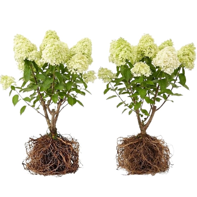 2 Limelight Hydrangea Tree Live Plants | 1-2ft Bare Root Seedlings | Low Maintenance Flowering Shrub | Well-Rooted Tree for Landscapes | Dormant Plant