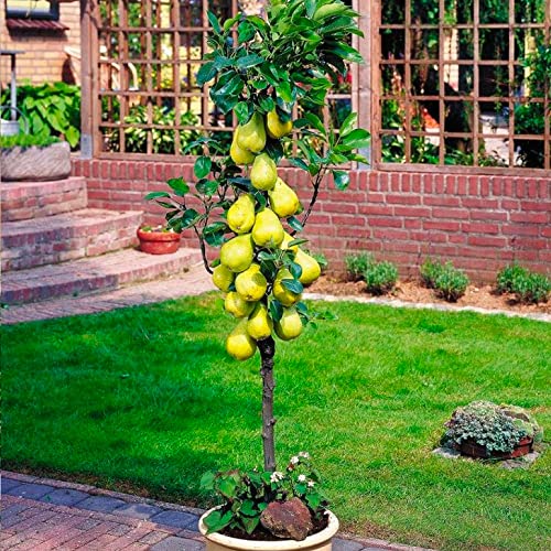 Aprikosenbaum Europa Green Säulenobstbäume – 4 Bäume im Set