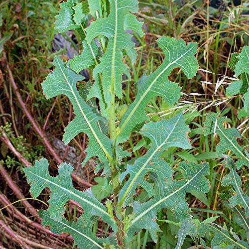 Palm Beach Medicinal Herbs - Prickly Wild Lettuce (Lactuca serriola) - Packet of 25 Seeds