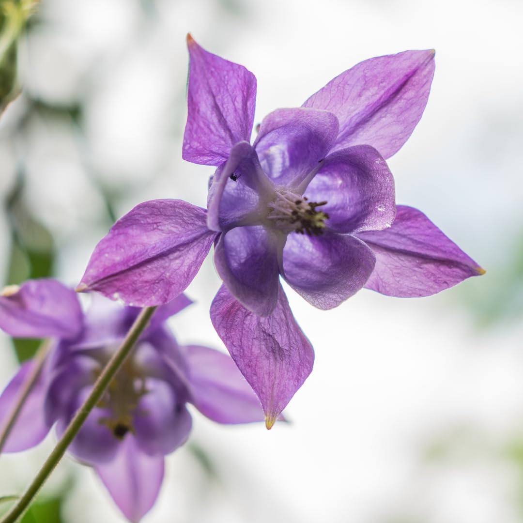 Aquilegia Vulgaris con Vaso, per Giardino, Colori Misti, 24 Pezzi 10-25cm