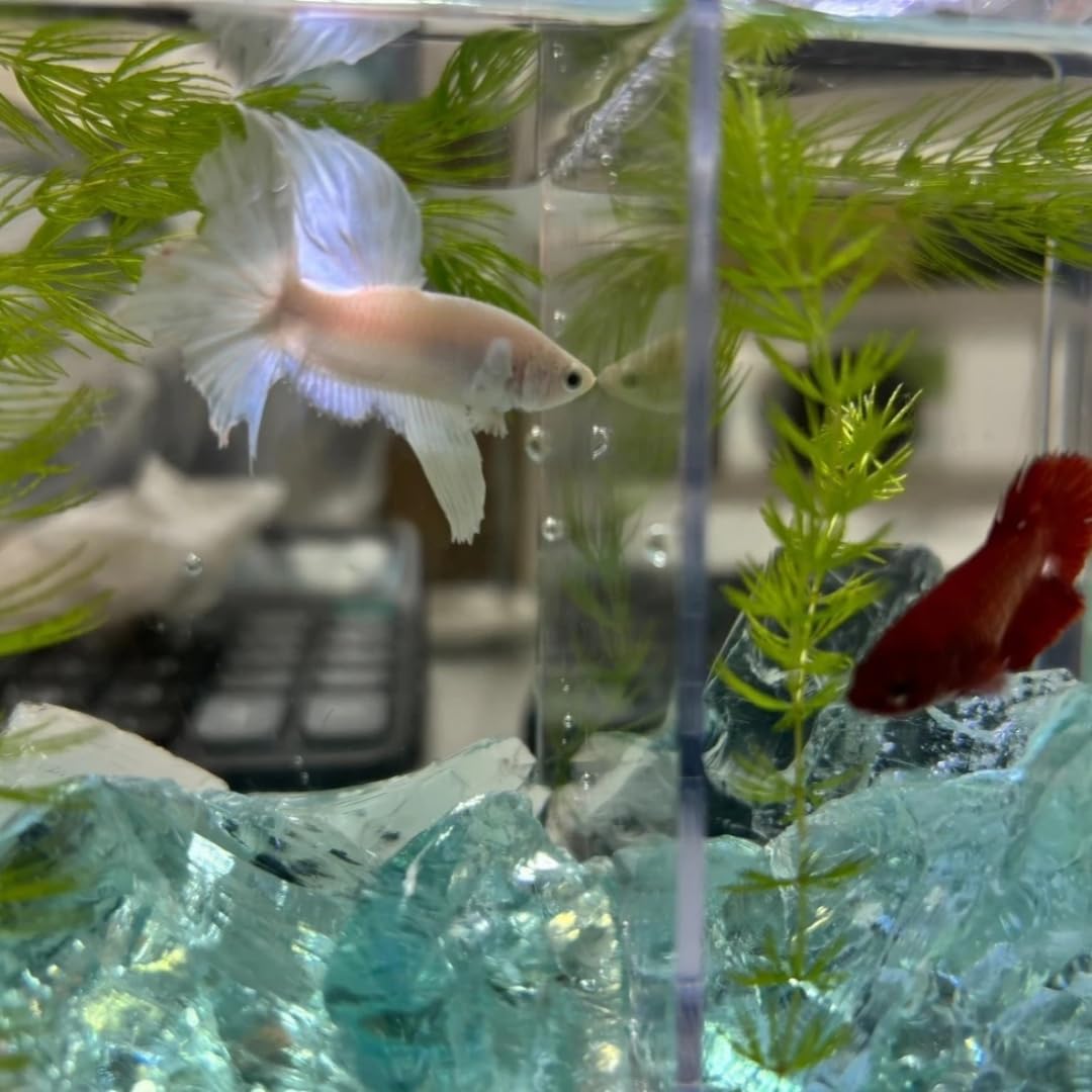 Aquarium Steine, Aquarium deko Glasstein | 800g, 3-5cm Fischo rnamente, Garnelenversteck, geeignet für Aquarien Aller Größen,Blumentopfdekoration
