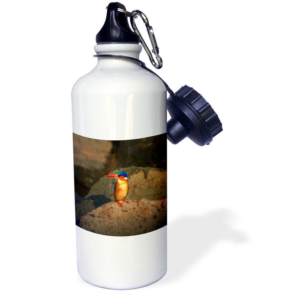 3dRose Malachite Kingfisher Alcedo cristata Kruger NP South Africa-Sports Water Bottle 21oz 21 oz Multicolored
