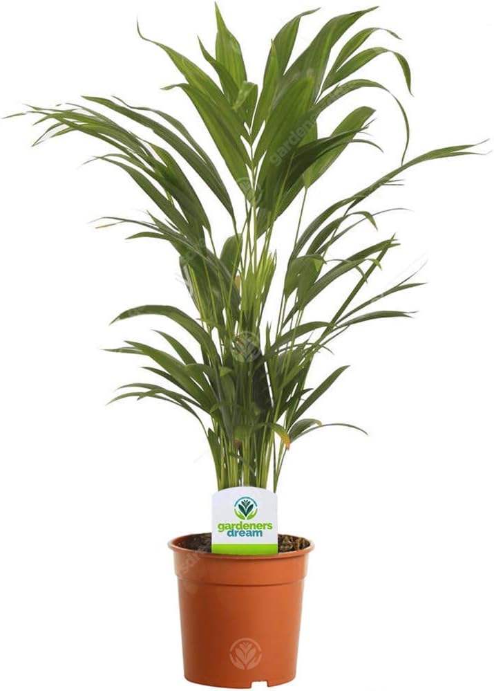 Areca Palm Lutescens – Large Indoor Plants, Lush Tropical Houseplants, Air-Purifying & Low-Maintenance air plants – Real Indoor Plant, Tall Palm for House or Office Decor, (30-40cm Tall with 13cm Pot)