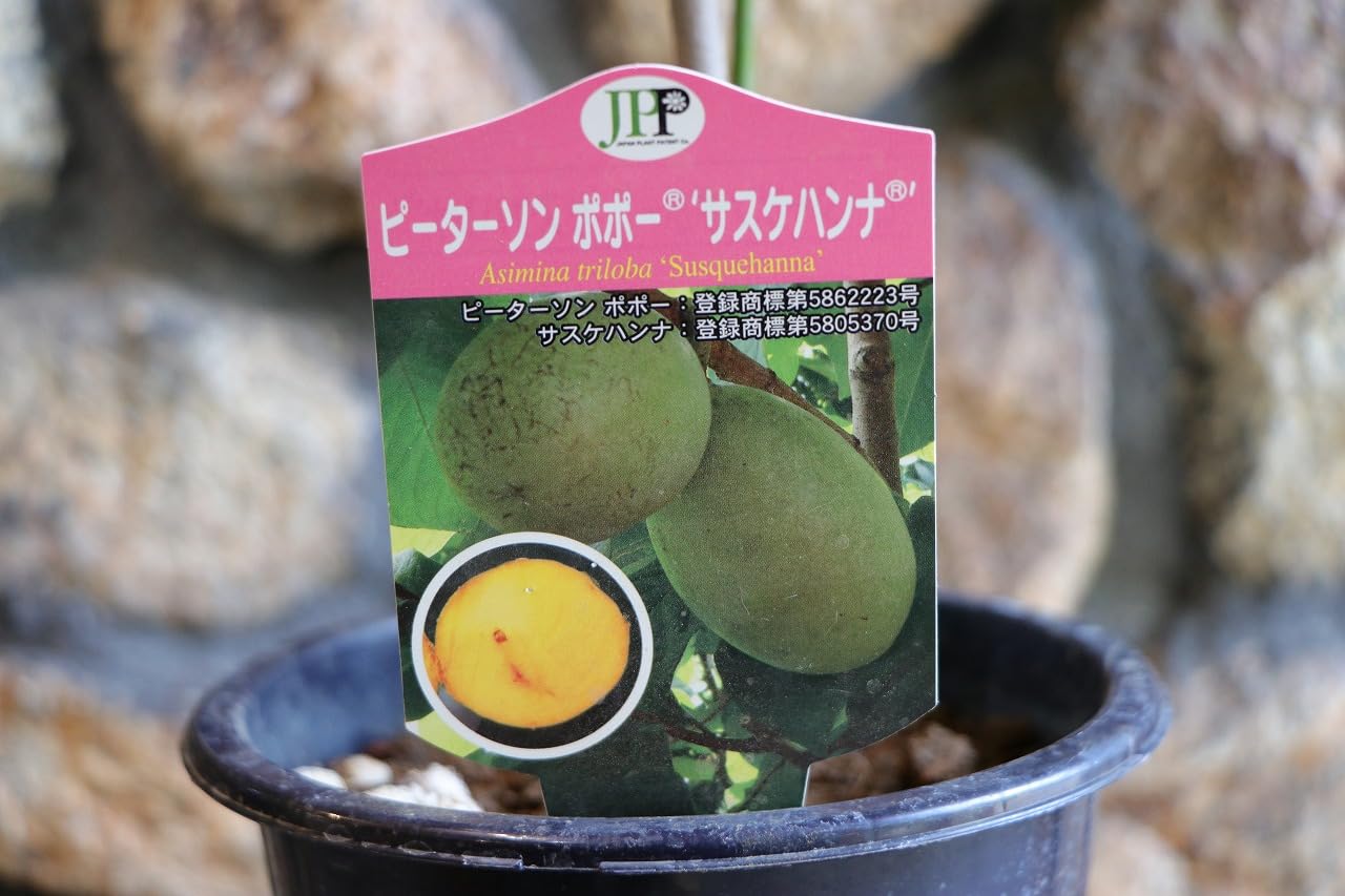 Amazon.co.jp: ポポー サスケハンナ 5号鉢 1株販売 ピーターソンポポー