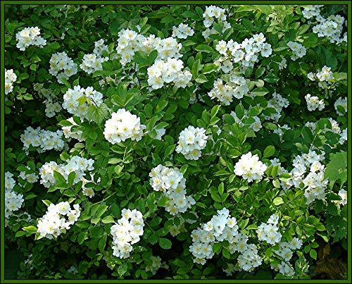 Multiflora Rose (rosa multiflora) x25 Seeds - Climbing Plant