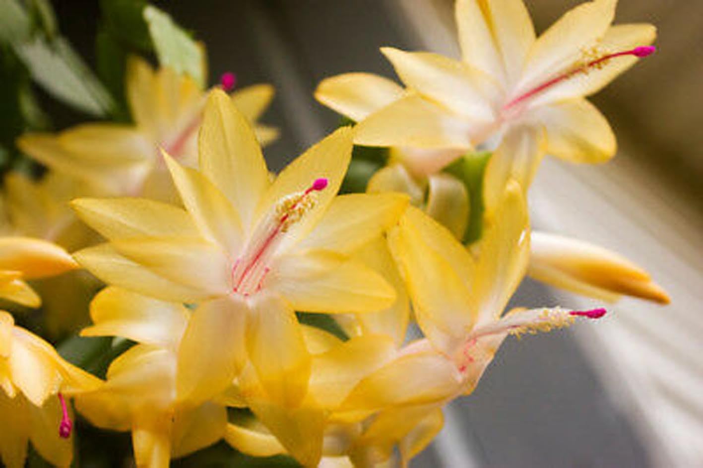 Christmas Cactus || Live Indoor/Outdoor Plants| Yellow Blooms Christmas CactusPlant ||Holiday Houseplant||Original Healthy Christmas Cactus Zygocactus Schlumbergera|| Decorative Plant||(pack -1) A_31-image-46