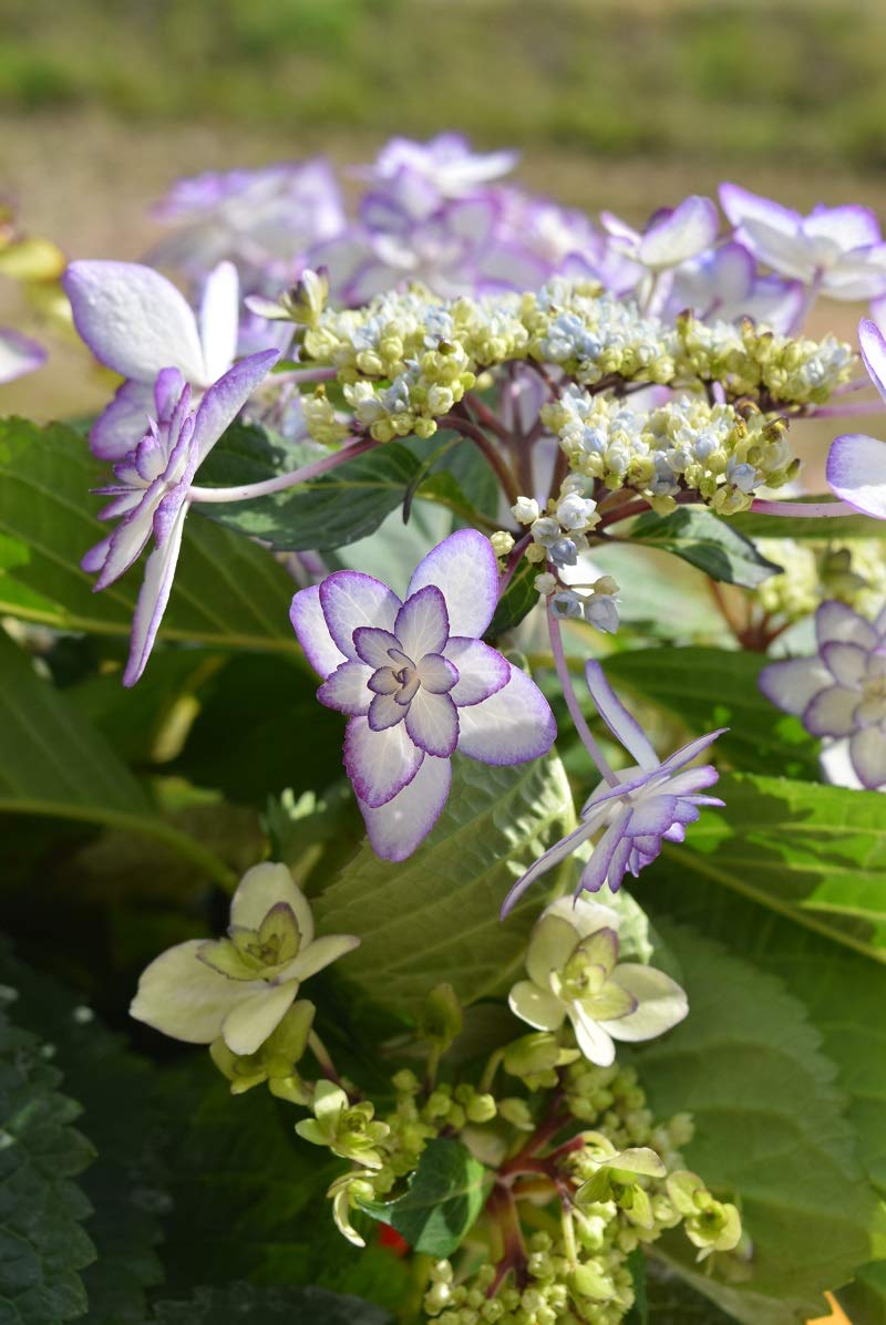 Amazon｜紫陽花 星咲 ガクアジサイ 5月に開花の 母の日 お誕生日