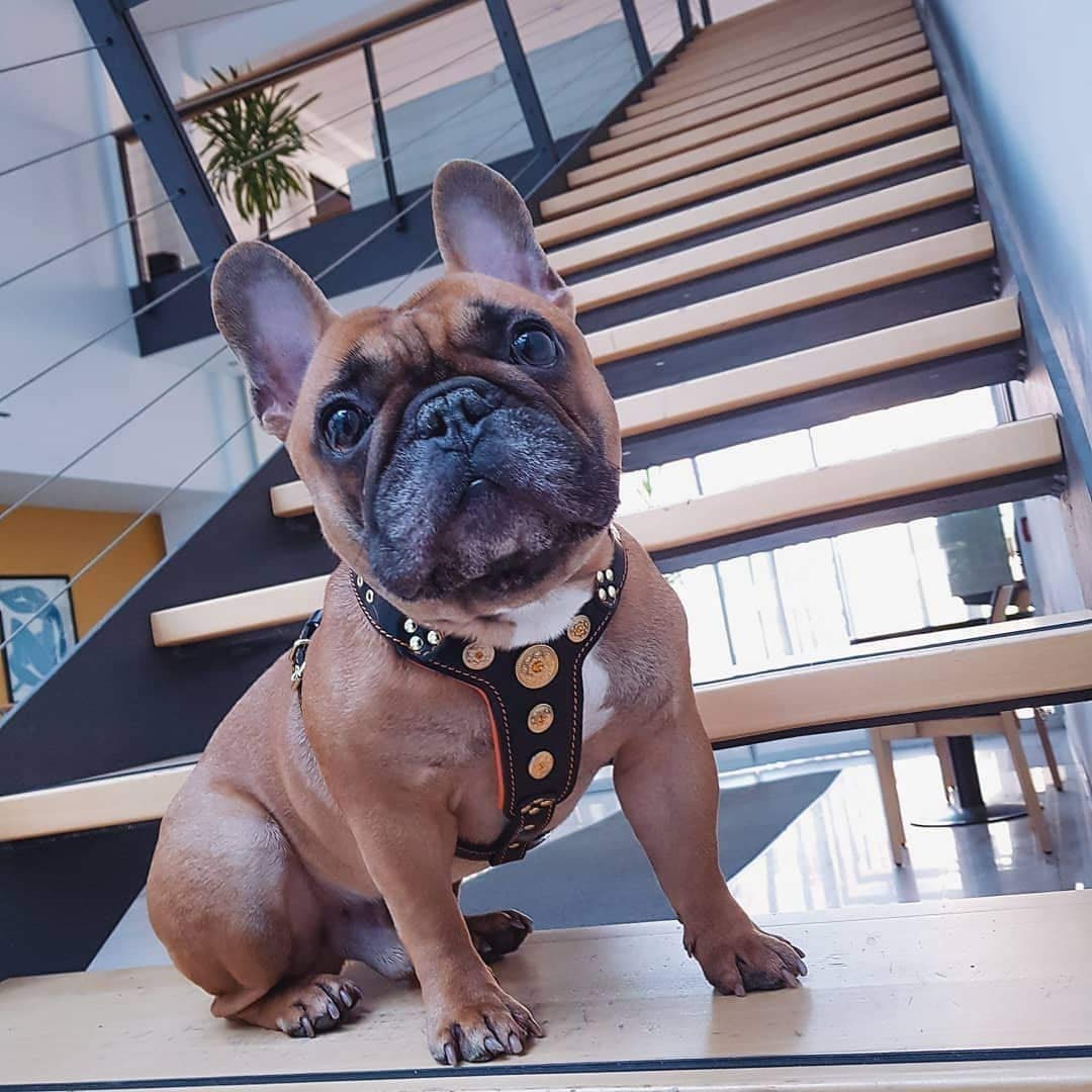 Bestia "Bijou Arnés para Perro con Tachuelas de Cuero Genuino para Razas pequeñas a Medianas