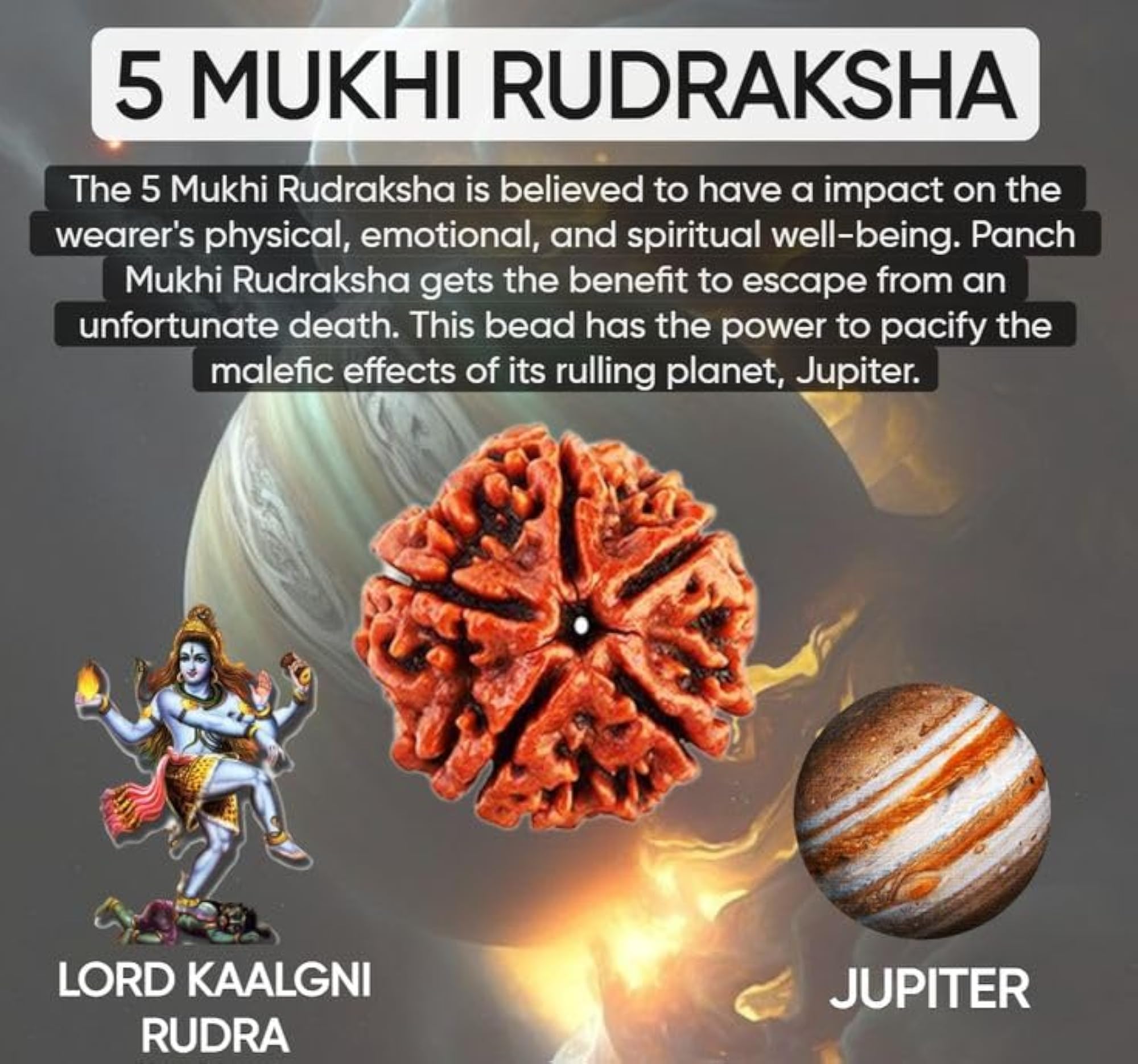 Big Size 5 Mukhi Rudraksha Certified Original Nepali Bead for Meditation