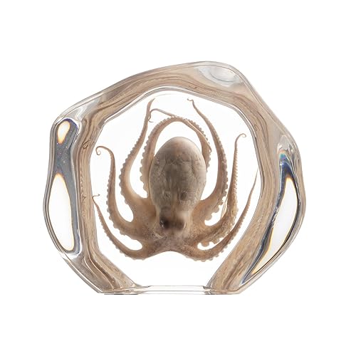 Miniatura 15 de Pulpo de taxidermia, especímenes de pulpo real, espécimen de animales en resina para educación científica en el aula, gran regalo para fanáticos