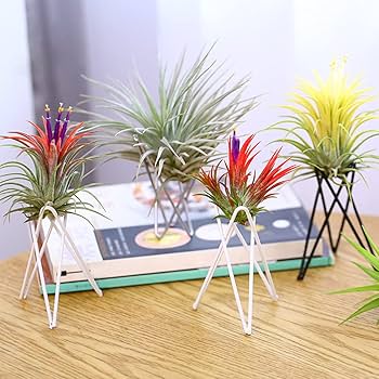 Amazon | HIGHAWKチランジア エアプラントホルダー フレーム 園芸用