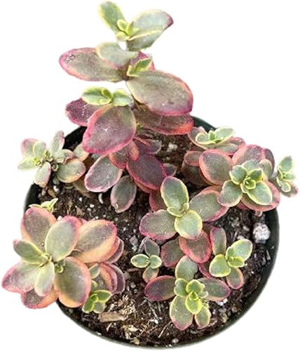 Vista 7 de Plantas suculentas vivas (maceta de 2 pulgadas Echeveria Lovely Rose)