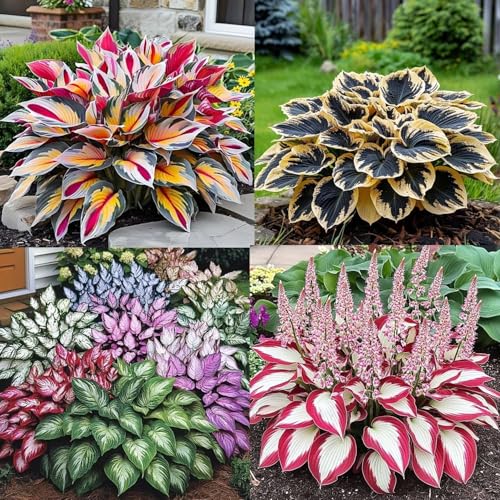 Image of Hosta Flower Seeds Multicolor Ornamental Plant Easy Grow