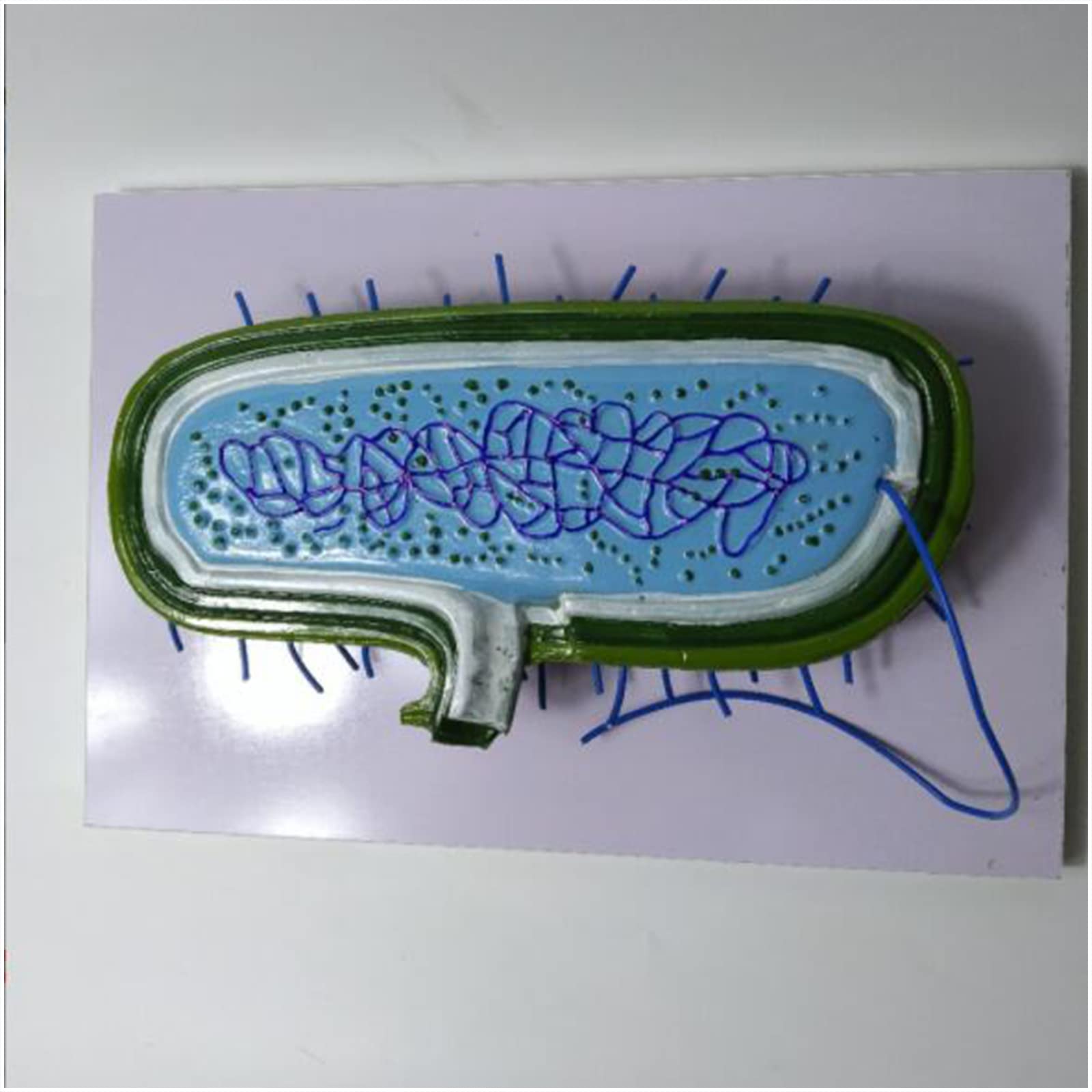 Biologia Insegnamento Magnified Bacteria Modello Educativo Modello Batteri Modello per Scuola Media Biologia Insegnamento Dimostrazione